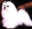 Maltese puppies for sale 