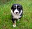 English Shepherd puppies for sale