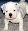 English Bulldog puppies for sale