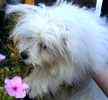 Maltese puppies for sale 