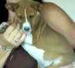Basenji puppies for sale