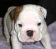 English Bulldog puppies for sale
