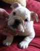 English Bulldog puppies for sale