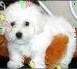 Bichon Frise puppies for sale
