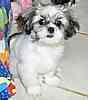Adult Maltese dog for sale