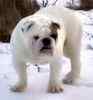 English Bulldog puppies for sale