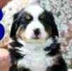 Bernese Mountain Dog puppies for sale