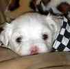 Maltese puppies for sale