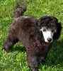 Standard Poodle puppies for sale