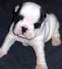 English Bulldog puppies for sale