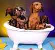 Basset Hound puppies for sale