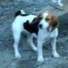 Beagle puppies for sale