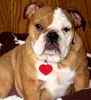 English Bulldog puppies for sale