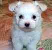 Maltese puppies for sale