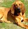 Bloodhound puppies for sale