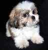 Shih Tzu puppies for sale