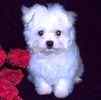 Maltese puppies for sale 