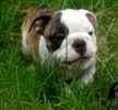 English Bulldog puppies for sale