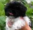 Shih Tzu puppies for sale