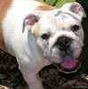 English Bulldog puppies for sale