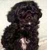 Yorkiepoo puppy for sale