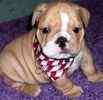 English Bulldog puppies for sale