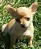 Chihuahua puppies for sale