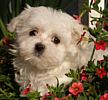 Maltese puppies for sale