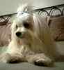 Maltese puppies for sale 