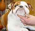 English Bulldog for sale