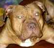 American Pit Bull Stud Services