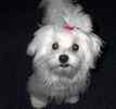 Maltese puppies for sale 