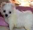Maltese puppies for sale 