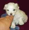 Maltese puppies for sale