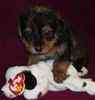 Yorkiepoo puppies for sale
