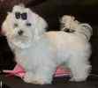 Maltese puppies for sale 