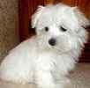 Maltese puppies for sale 