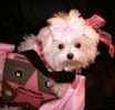 Maltese puppies for sale