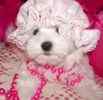 Maltese puppies for sale 