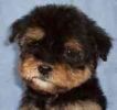 Yorkiepoo puppies for sale