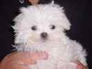 Maltese puppies for sale 