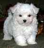 Maltese puppies for sale 