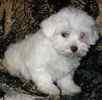 Maltese puppies for sale