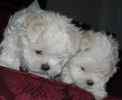 Maltese puppies for sale 