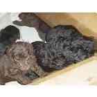 Standard Poodle puppies
