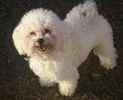 Bichon Frise puppies  for sale