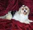Yorkiepoo puppies for sale