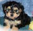 Yorkshire Terrier (Yorkie) puppies for sale 