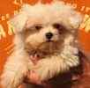 Maltese puppies for sale 
