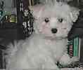 Maltese puppies for sale
